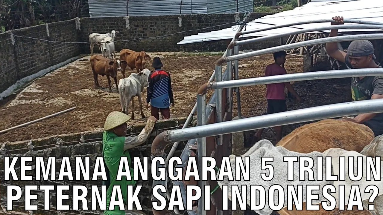 
                                 Anggaran-Dana-Bantuan-Peternak-Sapi-5-Triliun